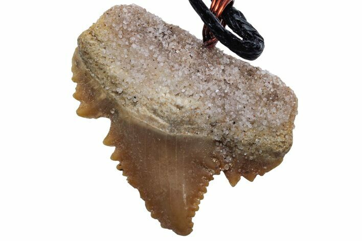 Serrated, Fossil Paleocarcharodon Shark Tooth Necklace #216880